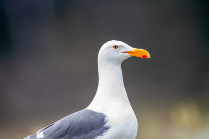 vilipixiv官网：探索创意无限的艺术社区与精彩作品